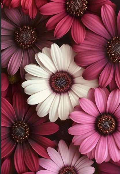 Pink Tone Flowers